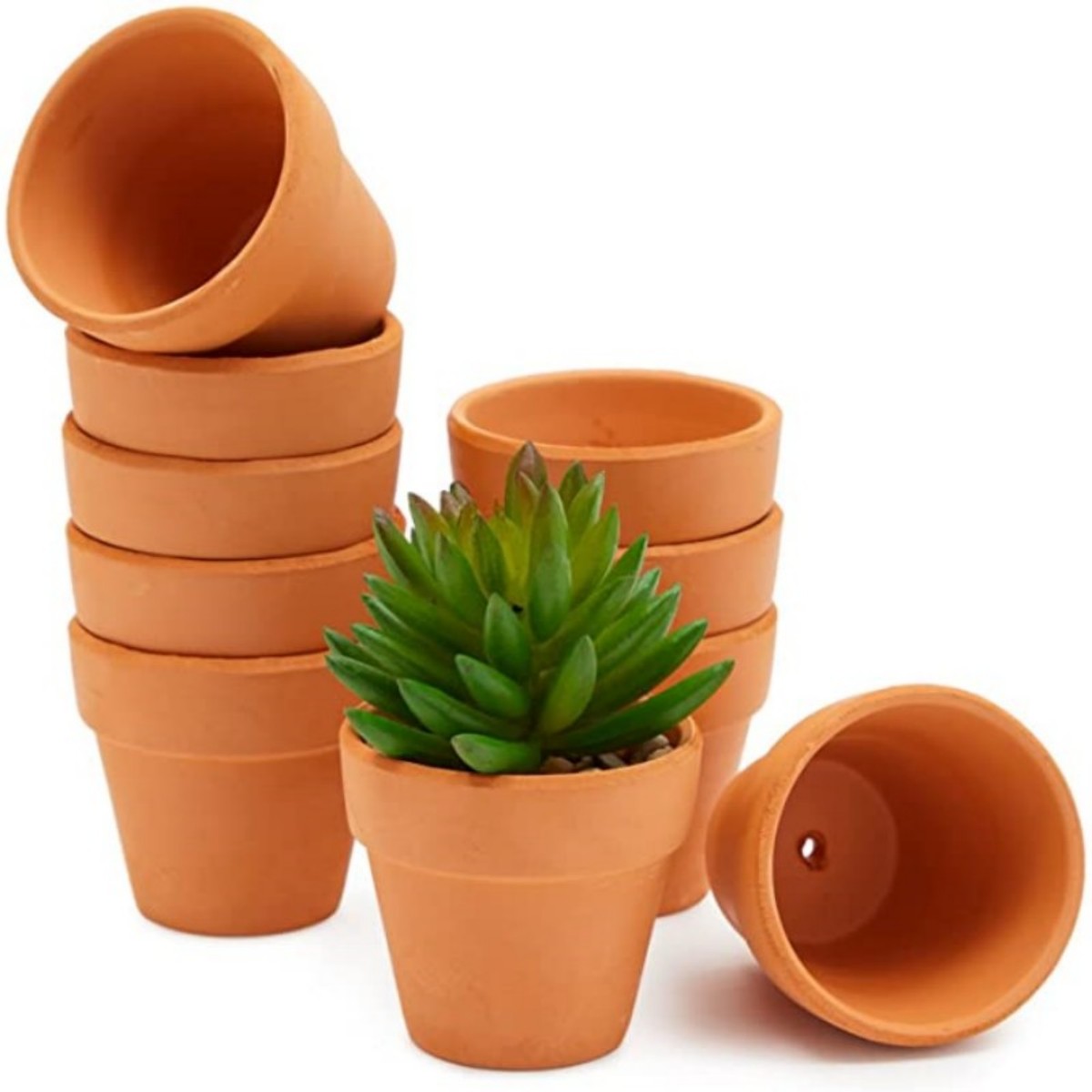 Cactus Mix Pot - 16 pezzi 1,8 '' vasi di