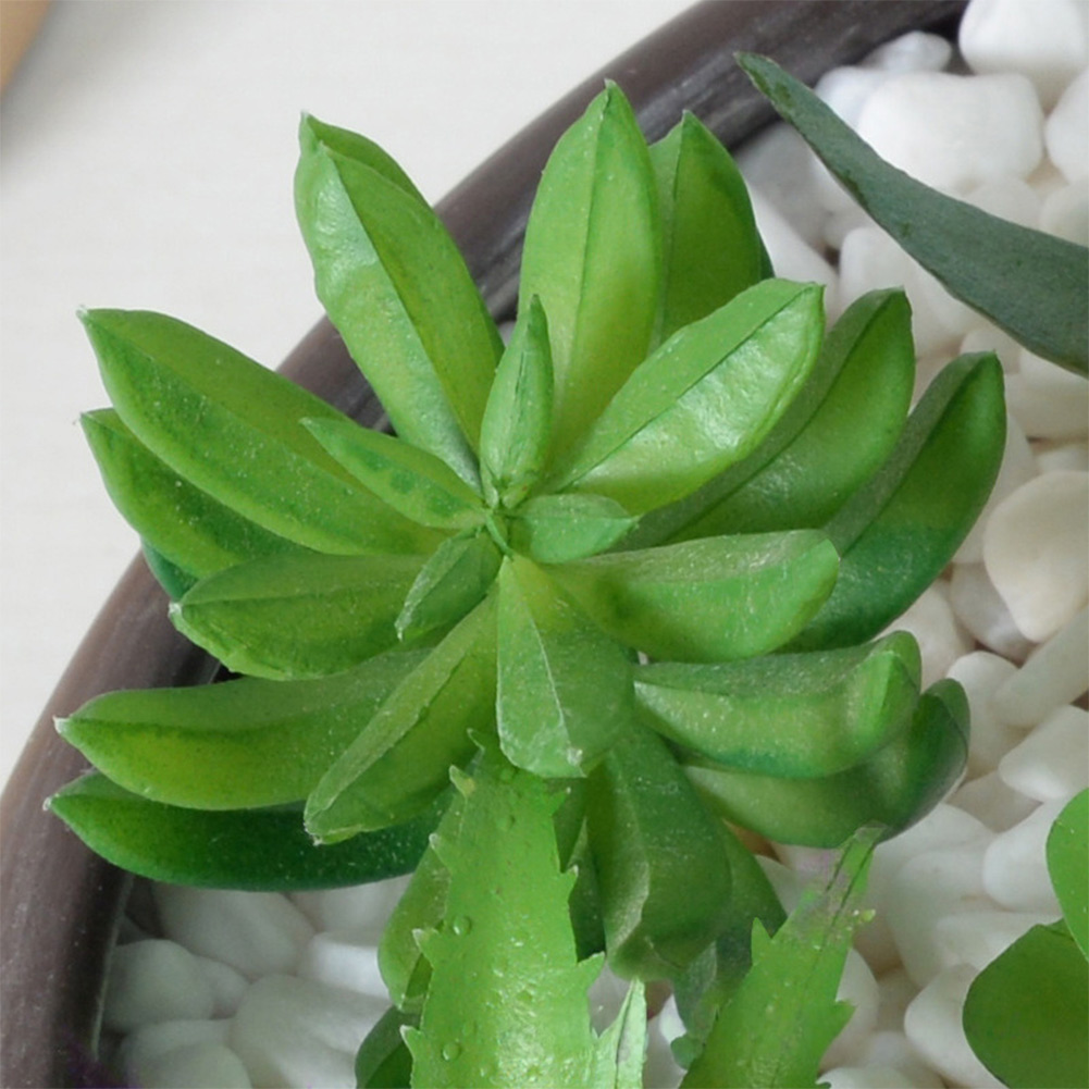Succulent Arrangement Mini - Composizione di Piante Grasse in Stile