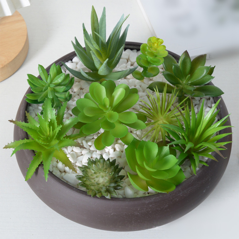 Succulent Arrangement Mini - Kit di Decorazione per Interni con