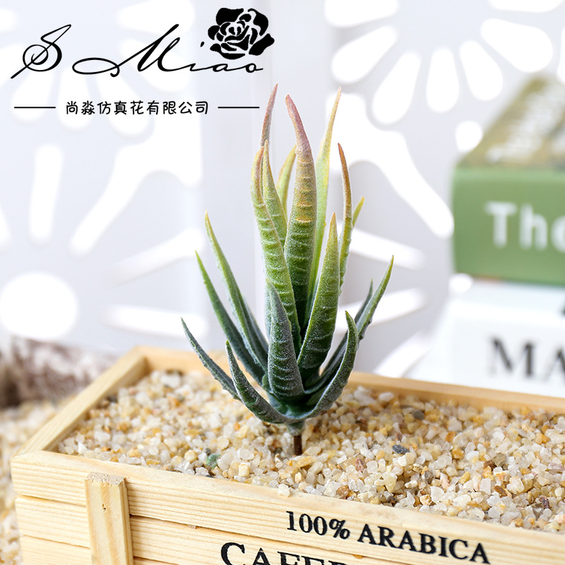Succulent Arrangement Mini - Wusmart Ban Ma Lu Hui Piante