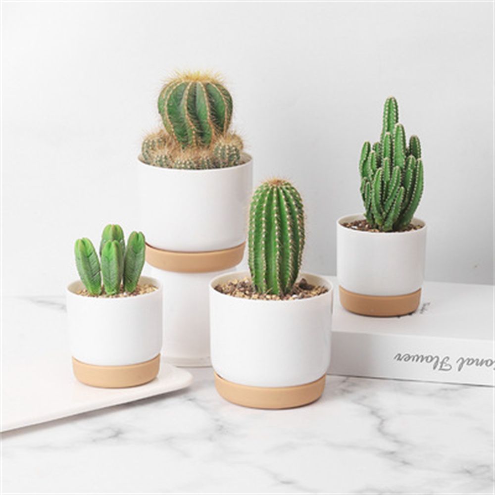 Vaso per Piante Grasse Rotondo - Cactus Mix Pot recensione e prezzo
