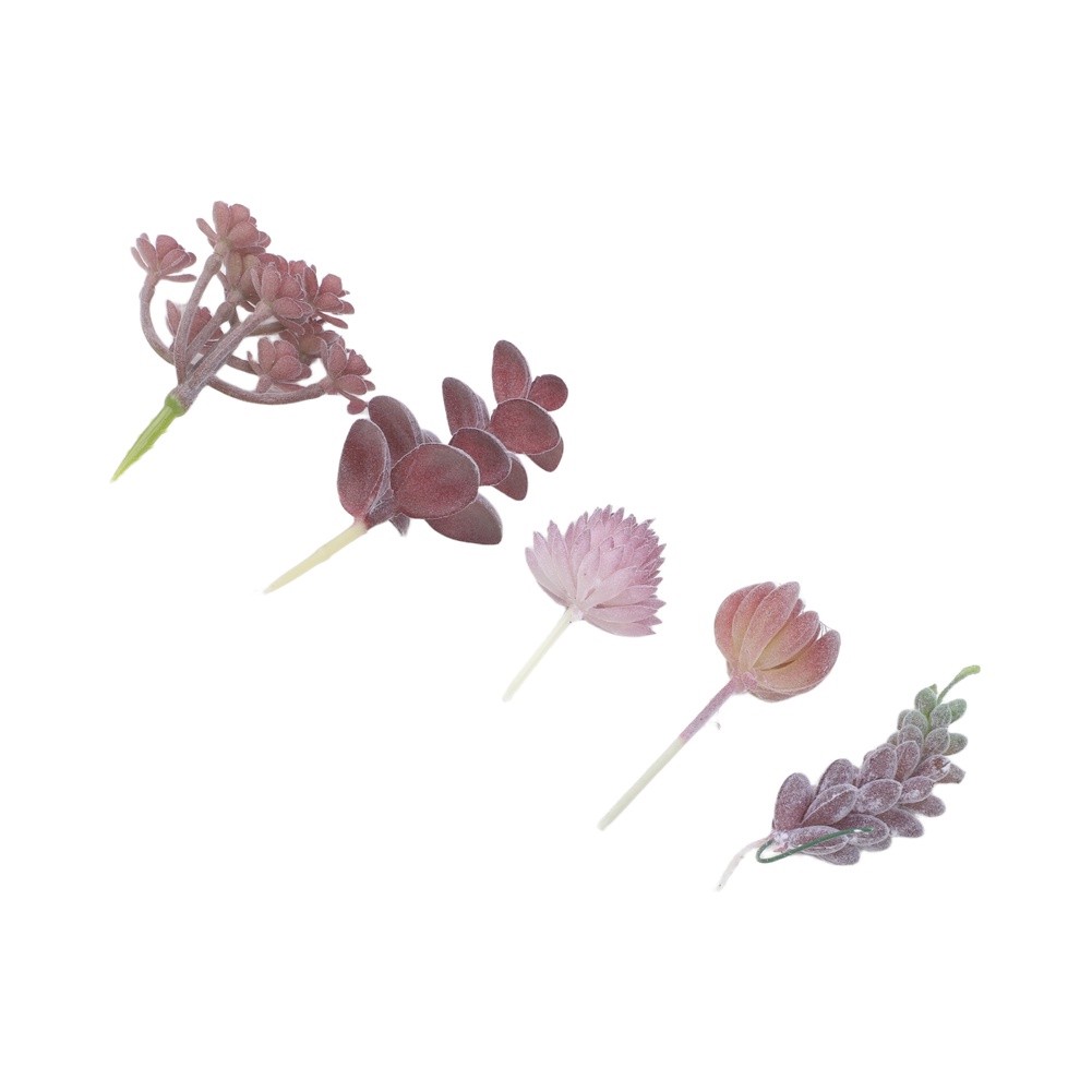 Composizione di Piante Grasse  - Succulent Arrangement Mini recensione e prezzo