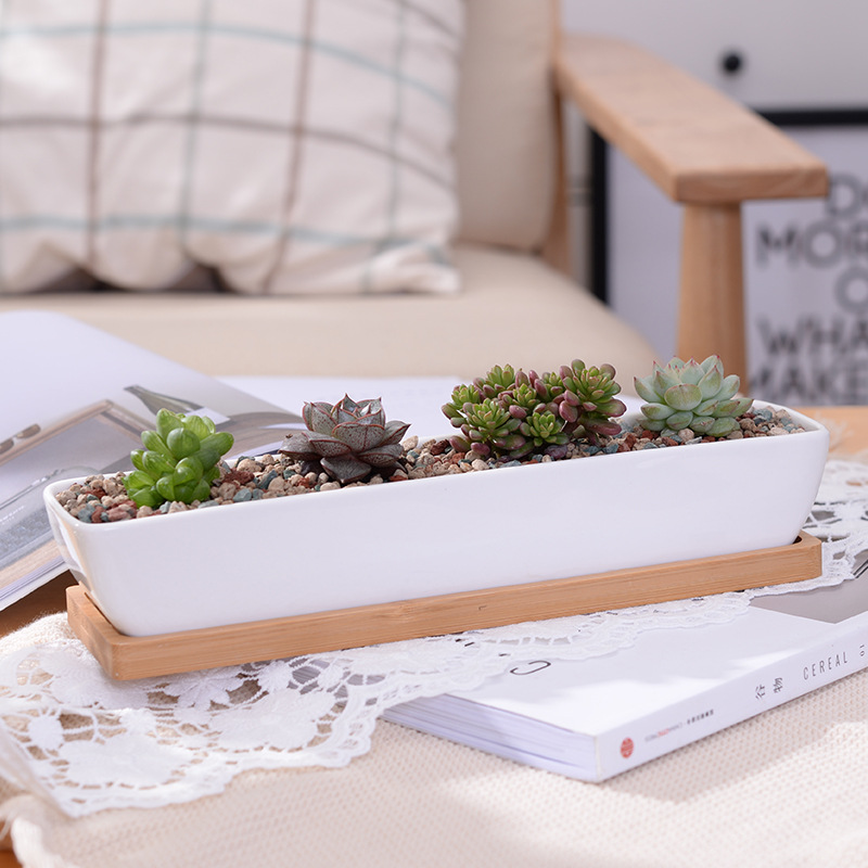 Vaso da fioriera succulenta in - Cactus Mix Pot recensione e prezzo