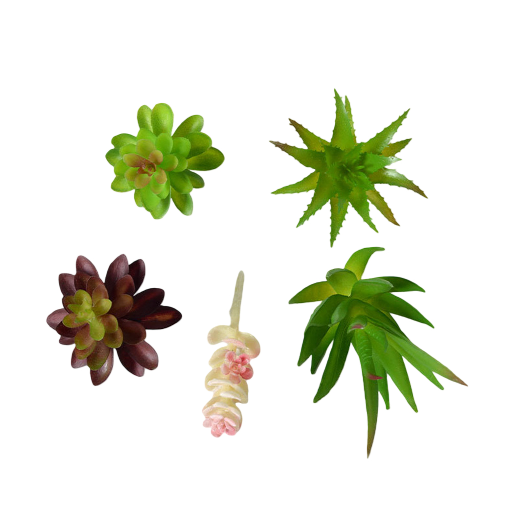 Composizione di Piante Grasse  - Succulent Arrangement Mini recensione e prezzo