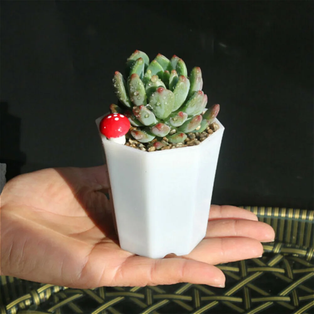 10 vasi in plastica per mini f - Succulent Arrangement Mini recensione e prezzo