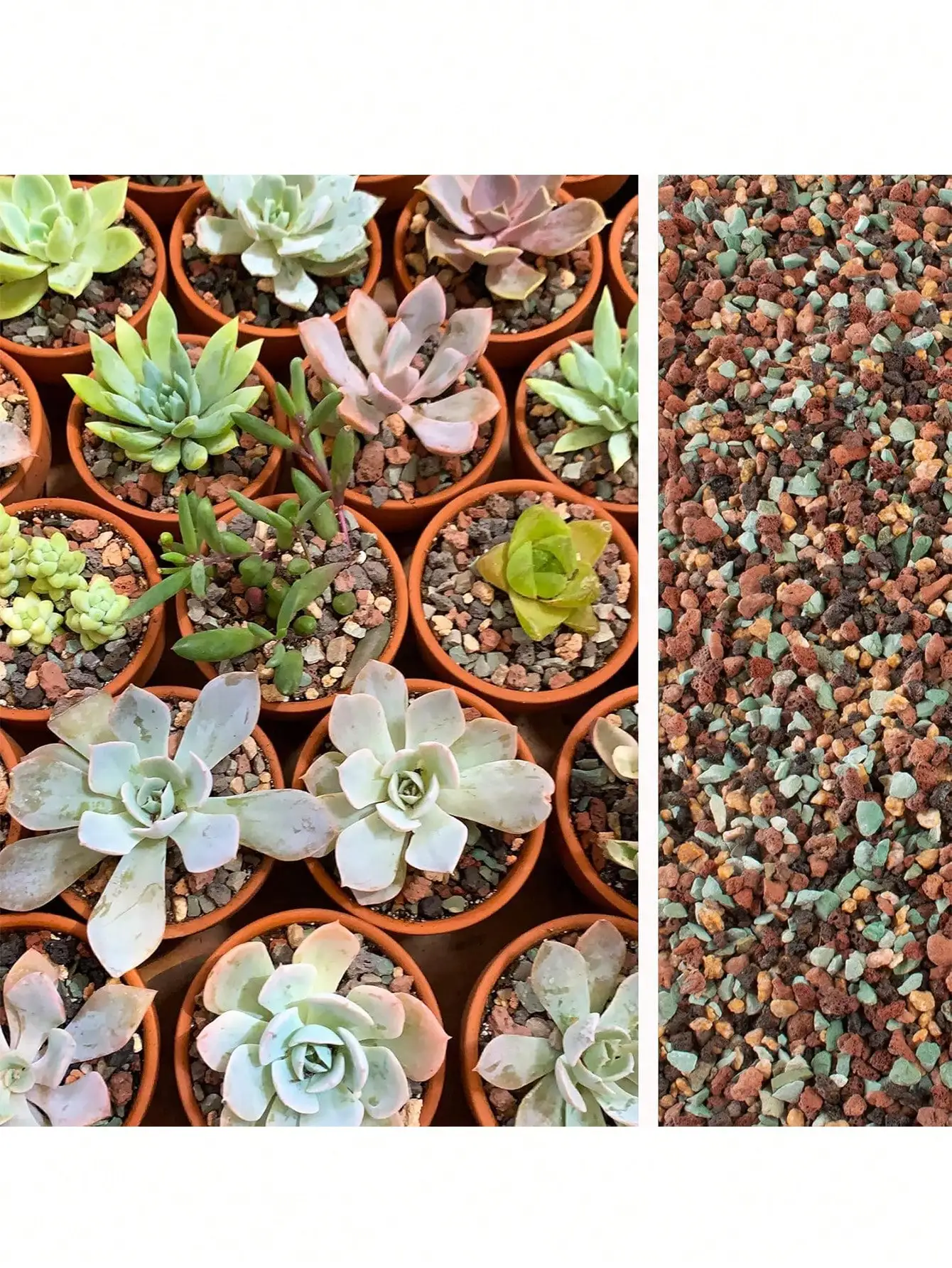 Mescolare la roccia lavica ort - Cactus Mix Pot recensione e prezzo