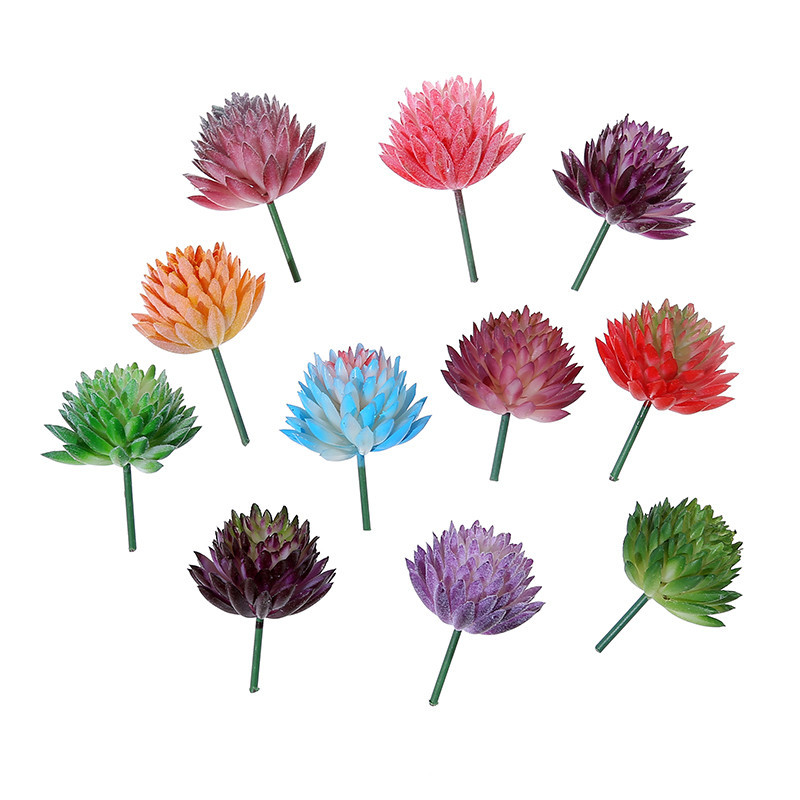 Wusmart Ji Wa Lian piante gras - Succulent Arrangement Mini recensione e prezzo