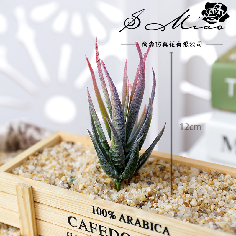 Wusmart Ban Ma Lu Hui Piante g - Succulent Arrangement Mini recensione e prezzo