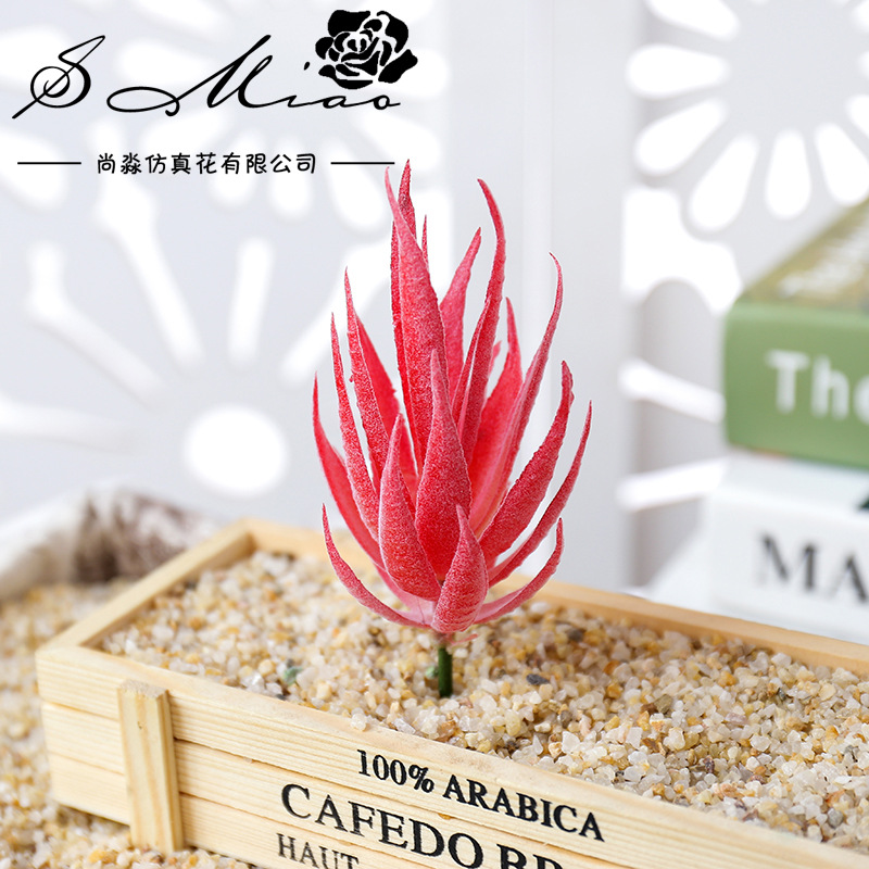 Wusmart Ban Ma Lu Hui Piante S - Succulent Arrangement Mini recensione e prezzo