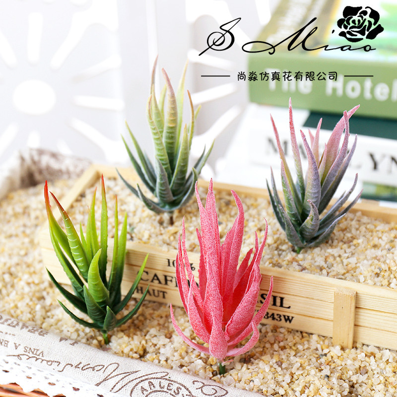 Wusmart Ban Ma Lu Hui Piante S - Succulent Arrangement Mini recensione e prezzo